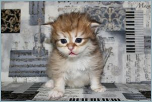 Female Siberian Kitten from Deedlebug Siberians